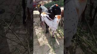 bakra mandi rates | bakra mandi pakistan | sasti bakra mandi #shorts