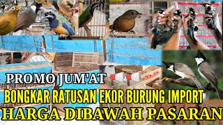 BONGKAR BURUNG IMPORT ! MURAI,CUNGKOK,POKSAY,MERBAH JAMBUL,TEUMI STOK LAINYA MELIMPAH 0838-7553-6935