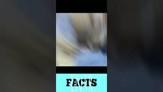 Amazing Facts #shorts #facts #ytshorts