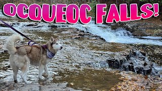 Is Ocqueoc Falls Dog Friendly? Hatchi the Husky Finds Out!