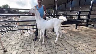 Sojat bakra pink skin at sanjari goat farms