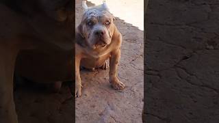 esse cachorro não é Pitbull essa, raça se chama Pitmonster #shorts #pets #dog #pitbull #bully #pet