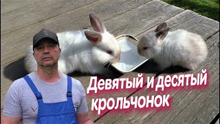 ДЕВЯТЫЙ И ДЕСЯТЫЙ КРОЛЬЧОНОК КАК РАСТУТ КРОЛЬЧАТА Кролики содержание и разведение