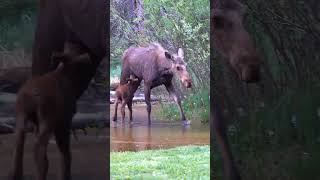 Crazy Man Tries To Scare Moose Calf Away