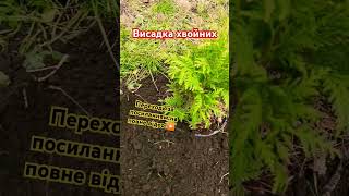 ПІДПИШИСЬ SUBSCRIBE Wskazówki dotyczące ogrodnictwa #garden #shorts #youtubeshorts поради для саду