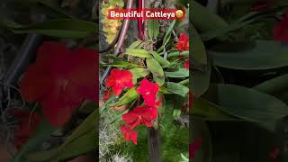 ✅Exposición de Orquídeas😍#shorts#orchids#beautiful #flowers#orchidshow#viralvideo