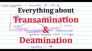 5. Transamination & Deamination | Transdeamination | Nitrogen Removal from Amino acids