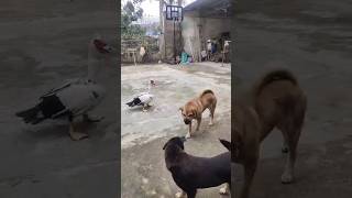 Funny Animal Videos Of The Day 0038! 😂😂 #fyp #memes #memedaily #dankmemes