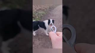 Border Collie. Reakcja na Karabińczyk