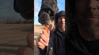 Giant Percheron Draft Horse