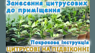 Занесення цитрусових до приміщення. Покрокова інструкція