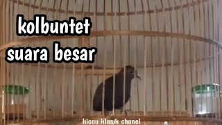 perkutut lokal kolbuntet gacor suara besar