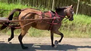 Égua Américan Trotter Argentina a venda!