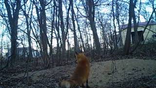 Red Fox digging out den. 4/21/2020