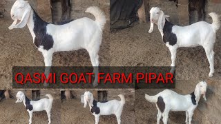 Qasmi goat farm pipar. Pipar goats.pink female