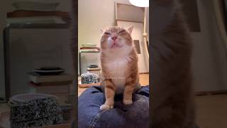 #28 Funny Cat videos 🐱🐱 #meowing #memes #cute