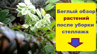 Обзор растений  после уборки  на стеллаже /// Растения не всегда идеальны - это вполне нормально  !