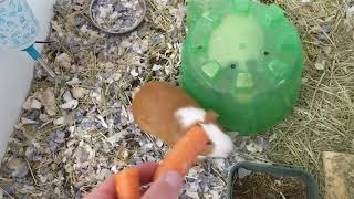 Crazy pig loves carrots