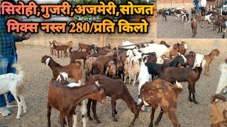 सिरोही,अजमेरी,गुजरी,सोजत ! मिक्स नस्ल 280/ प्रति किलो #topquality #lowprice #goatmarket #kids #goats