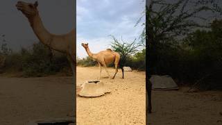 Camels drink water at tanks #shorts  #shortvideo  #youtubeshorts