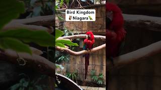 WOW! Bird Kingdom Niagara falls Visit this place #canada #travel #birdwatching #shorts