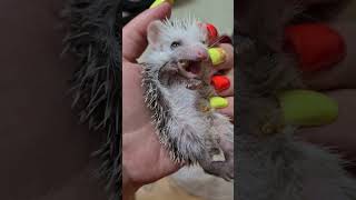 ежонок с черепно мозговой травмой кормление #hedgehog #cute #ежик #cuteanimals #pet #animal