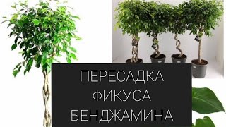 Мои растения🪴 #Фикус #Пересадка фикуса      #ФикусБенджамина #КомнатныеРастения