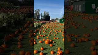 Pumpkin Farm