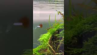 Shrimp cleaning aquarium #shrimp #sea #ocean #cleaning #aquarium #shorts