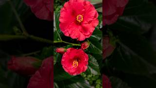 Hibiscus Flower Blooming Time Lapse #nature #timelapse #4k #ytshorts