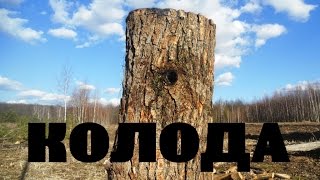 Изготовление колоды/борти своими руками. Пчеловодство. Колодный мёд. #1 // to catch wild bees