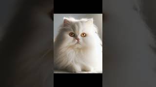 When White Cat wants her portrait #cat #funny #anime