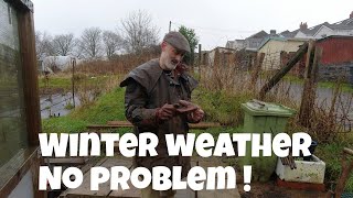 Winter Weather No Problem | Compost heap temperatures | Allotments For Fun and Food