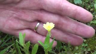 Lawns & Meadows: Cutleaf Evening Primrose