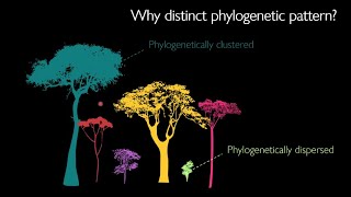 Amazon tree dominance across forest strata - Freddie Draper (Univ Leeds/Arizona State University)