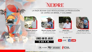 NELORE la raza bovina que revoluciona la producción de carne en Brasil y Colombia