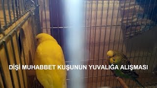 YENİ EŞ MUHABBET KUŞLARIMIZ VE DİŞİ MUHABBET KUŞU YUVALIĞA ALIŞMA DÖNEMİ-2