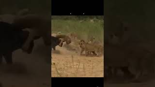 Lions Fight Off Attack from a Herd of African Buffalo with their Horns" #shorts #lion #wildrivals