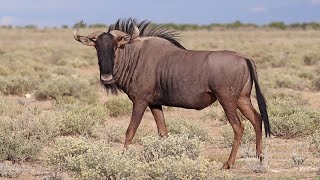 wildebeest animal images- (Connochaetes Taurinus)