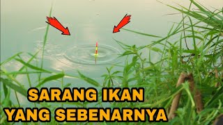 Heboh! Kedua Pemancing Dapat Ikan Nila Besar Sampe Patah Joran Umpan Lumut