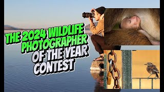 Winners of the 2024 Natural History Museum Wildlife Photographer of the Year contest