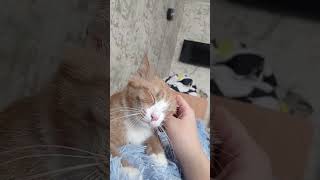 Самый ласковый и нежный зверь🐈❤️💥