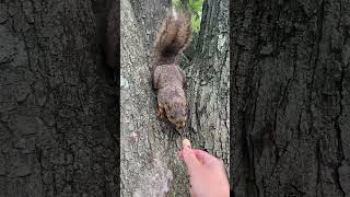 Walnut the Squirrel 🐿️ gets a Peanut 🥜