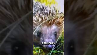 ЕЖИНОЕ СОПЕНИЕ 🦔