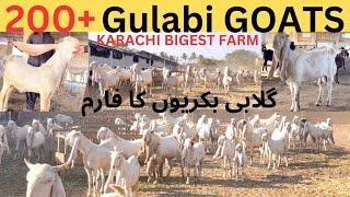 KARACHI BIGEST GULABI GOAT FARM-200+ Goats Part 1