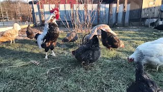 Hens - VLOGS : 1055🐓