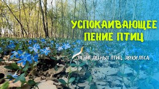 Успокаивающее пение птиц, Звуки природы для релаксации и медитации. Пение лесных птиц, звуки леса.