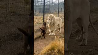 lion,pitbull vs lion,lion vs dog,dog vs lion,dogo argentino vs dog #wildlife #viralvideo