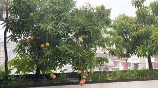 Rooftop garden terrace garden rain