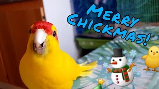 kakariki happily dance & sing to xmas music 🐥🎵🎅